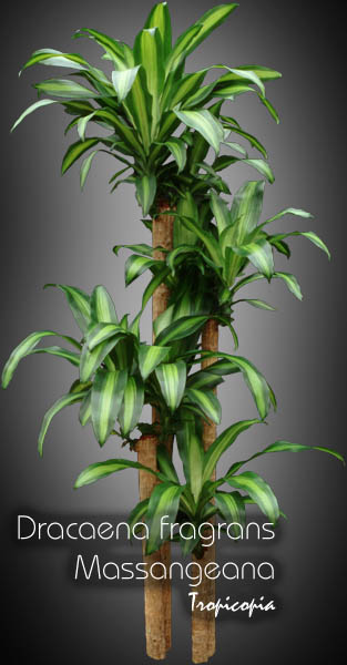 Dracaena - Dracaena fragrans 'Massangeana' - Cornstalk plant